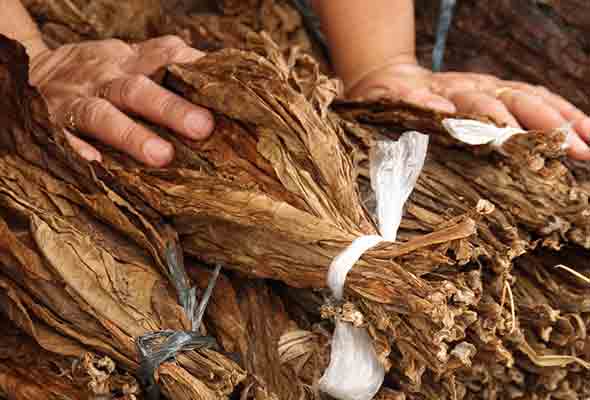 tabak kautabak produktion